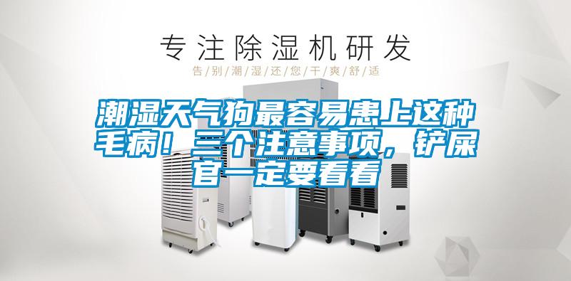 潮濕天氣狗最容易患上這種毛病！三個注意事項，鏟屎官一定要看看