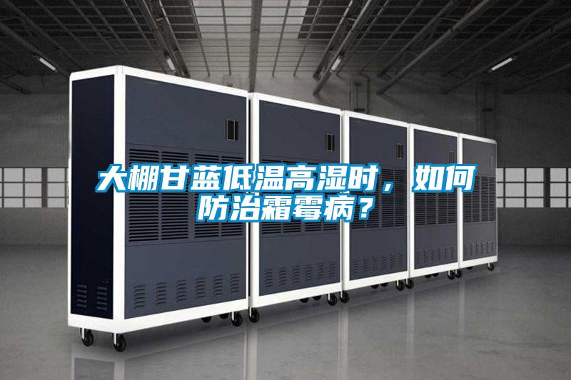 大棚甘藍低溫高濕時，如何防治霜霉??？