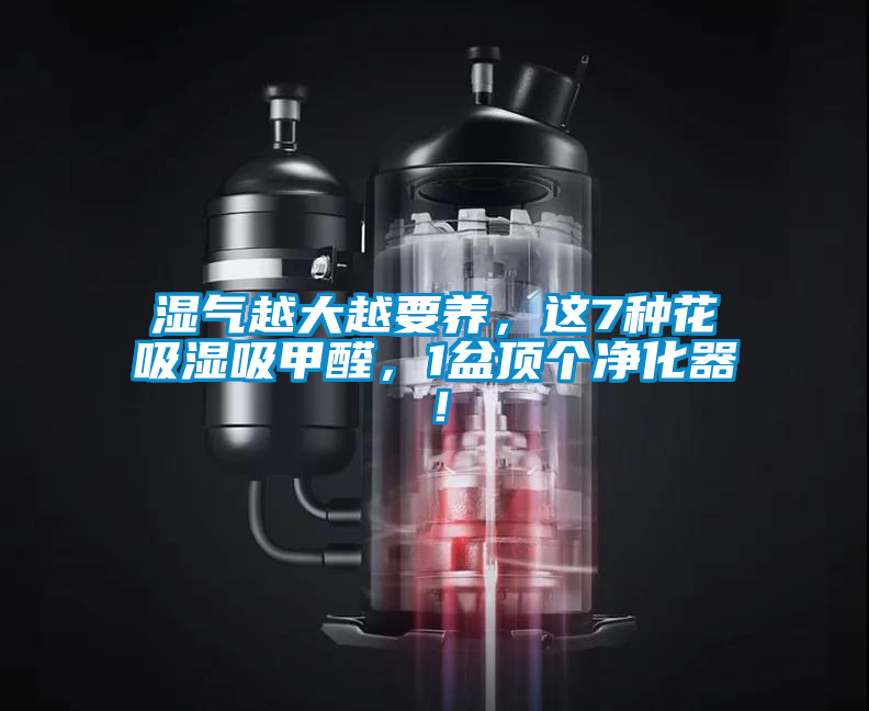 濕氣越大越要養(yǎng)，這7種花吸濕吸甲醛，1盆頂個(gè)凈化器！